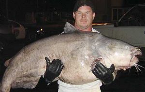 big ass catfish